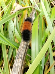 Pyrrharctia isabella