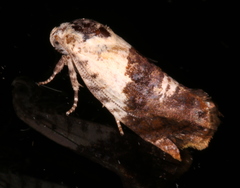 Hypertropha chlaenota