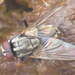 Dog Dung Fly - Photo (c) Steve Wells, some rights reserved (CC BY-NC), uploaded by Steve Wells