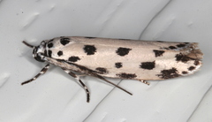 Ethmia sphaerosticha