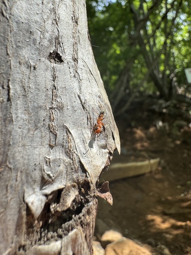 Gracilis-group Twig Ants (Pseudomyrmex gracilis)