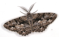 Hypomecis externaria