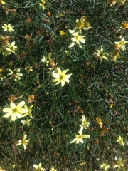 Coreopsis verticillata