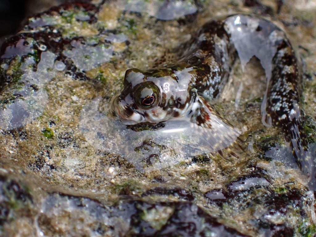 Galápagos Four-eyed Blenny