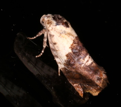 Hypertropha chlaenota