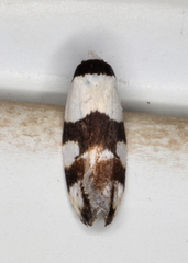 Zonopetala decisana