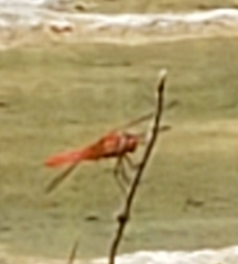 Libellula croceipennis