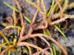 Pilularia globulifera