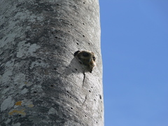 Margarobyas lawrencii