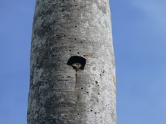 Margarobyas lawrencii