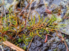 Pilularia globulifera