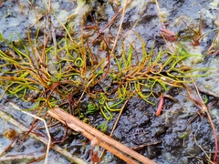 Pilularia globulifera