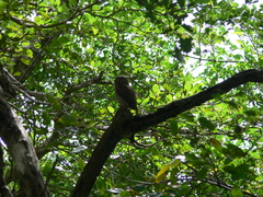 Glaucidium siju