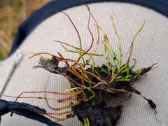 Pilularia globulifera