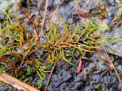 Pilularia globulifera