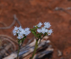 Limonium lobatum