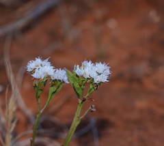 Limonium lobatum