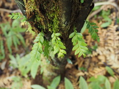 Tmesipteris lanceolata