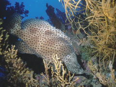 Chromileptes altivelis