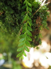 Tmesipteris lanceolata