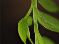 Tmesipteris lanceolata