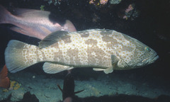Epinephelus coioides
