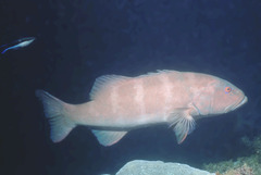 Plectropomus leopardus
