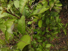 Cestrum mutisii