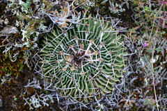 Echinofossulocactus crispatus