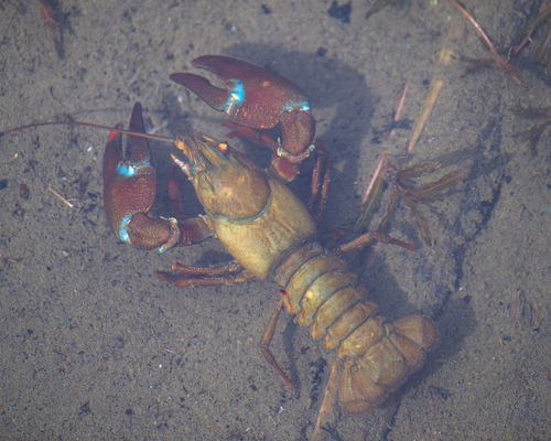 Signal Crayfish, Renton, WA, USA, photo 10 of 10