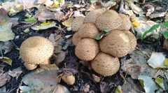 Pholiota squarrosa