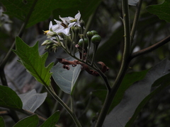 Solanum stellatiglandulosum