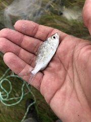 Eucinostomus harengulus