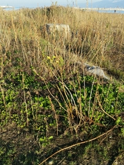 Oenothera