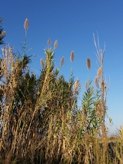 Arundo donax