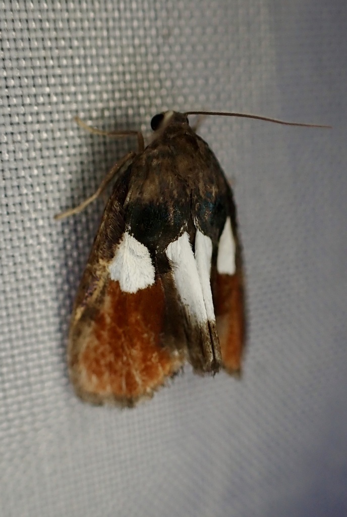 Damias androconiata
