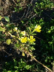 Oenothera