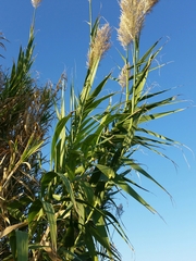Arundo donax
