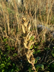Oenothera