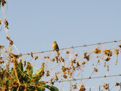 Sporophila torqueola