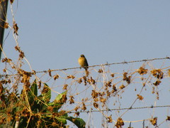 Sporophila torqueola