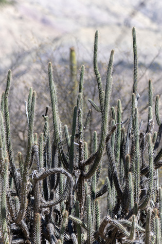 Cleistocactus morawetzianus, photograph 2