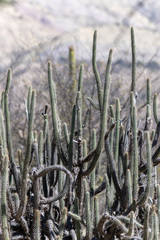 Cleistocactus morawetzianus, photograph (c) David F. Belmonte, some rights reserved (CC BY)