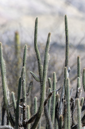 Cleistocactus morawetzianus, photograph 3