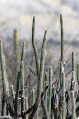 Cleistocactus morawetzianus, photograph (c) David F. Belmonte, some rights reserved (CC BY)