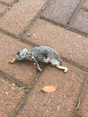 Chamaeleo chamaeleon