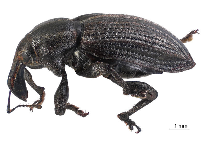 Lyperopais