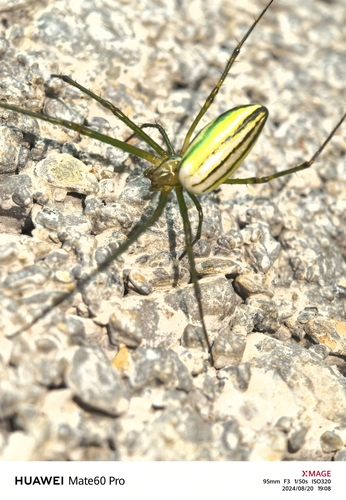 Black-striped Orchard Spider