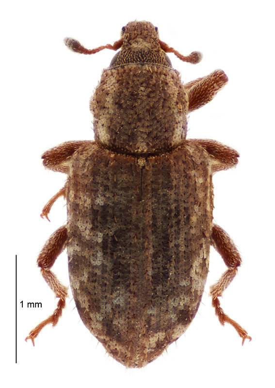 Argentine Stem Weevil