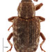Argentine Stem Weevil - Photo (c) Landcare Research New Zealand Ltd., some rights reserved (CC BY)